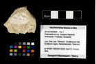 Foto (Objekt + Etikett) von Palaeopalinurus sp.  (NHMW-GEO-2014-0194-0954)